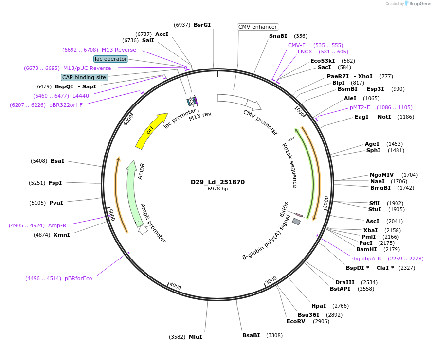 135845-plasmid-map-sequence-id-274901