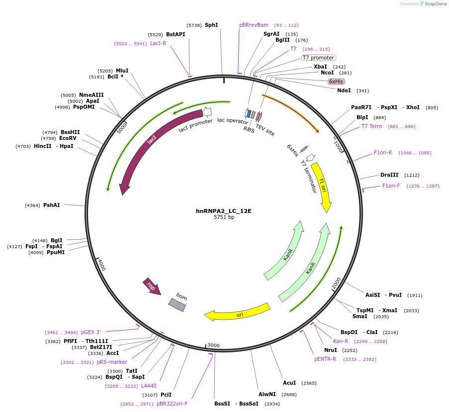 139123-plasmid-map-sequence-id-274902
