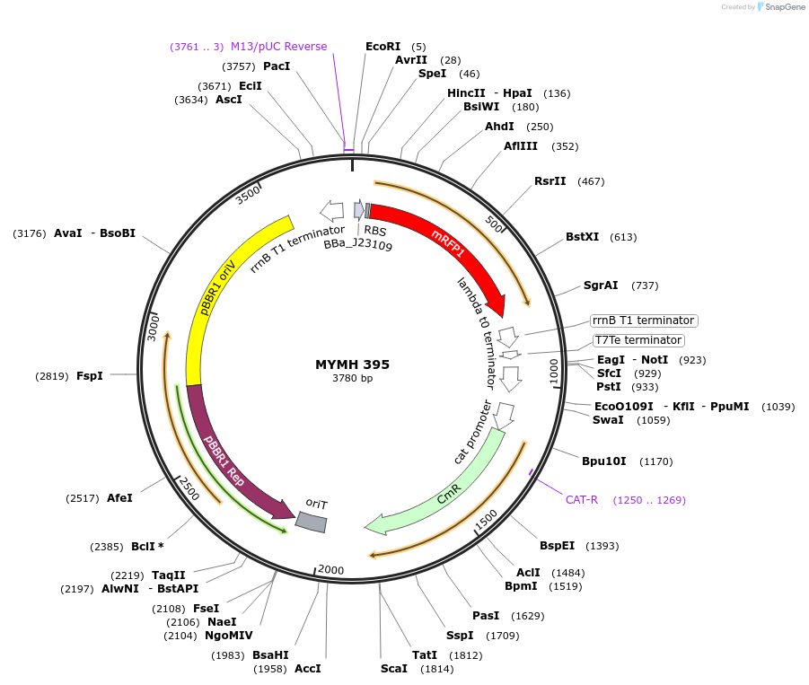 138062-plasmid-map-sequence-id-274921