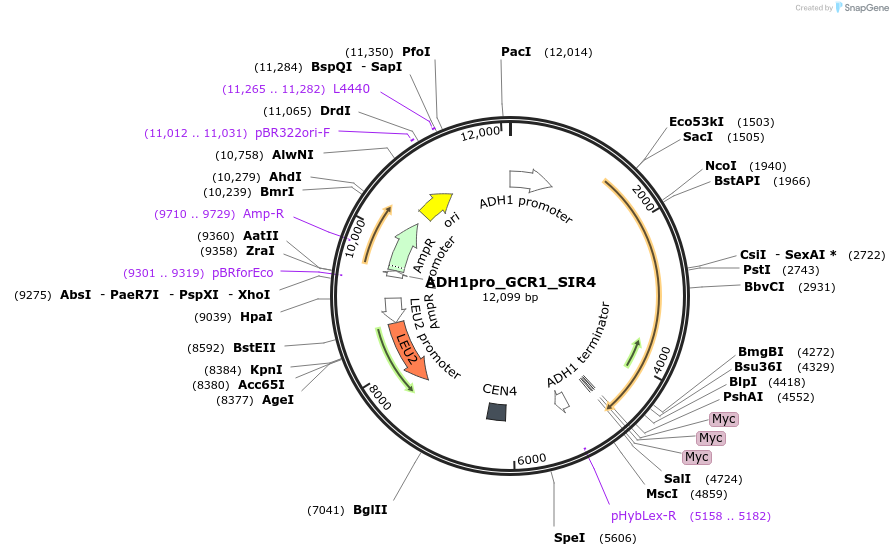 138618-plasmid-map-sequence-id-274926