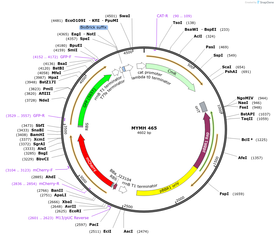 138069-plasmid-map-sequence-id-274939