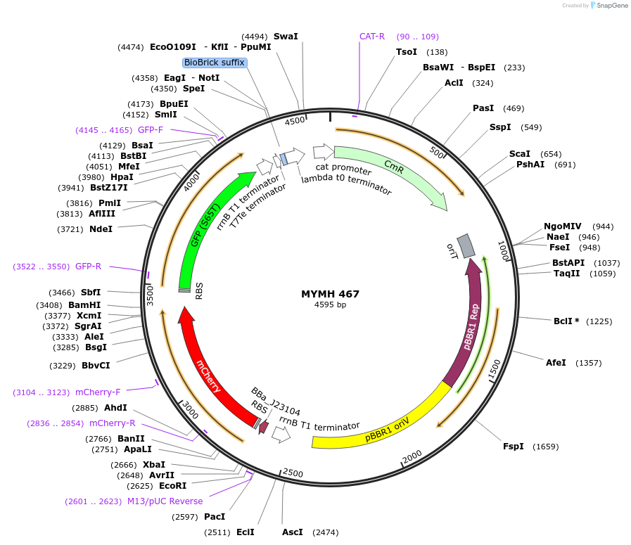 138071-plasmid-map-sequence-id-274941