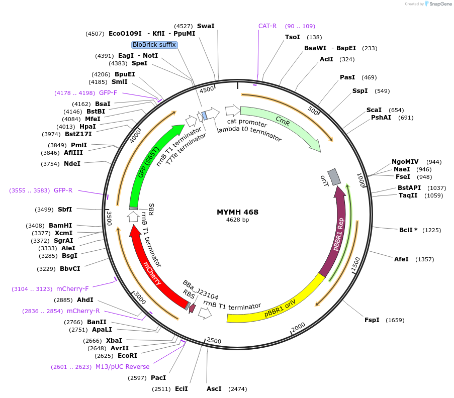 138072-plasmid-map-sequence-id-274943