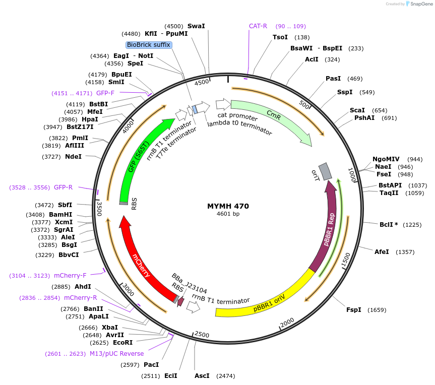 138074-plasmid-map-sequence-id-274945