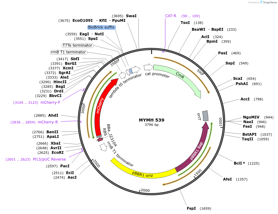 138078-plasmid-map-sequence-id-274952