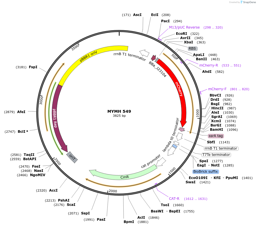 138079-plasmid-map-sequence-id-274953