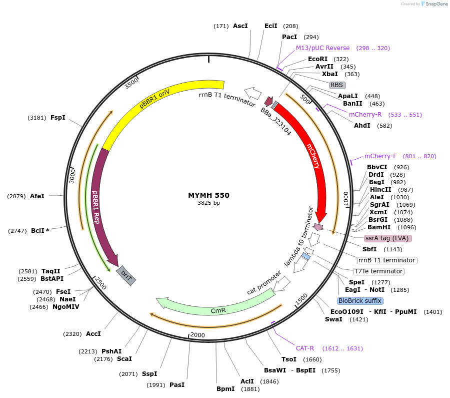 138080-plasmid-map-sequence-id-274954