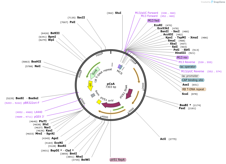 136067-plasmid-map-sequence-id-274960