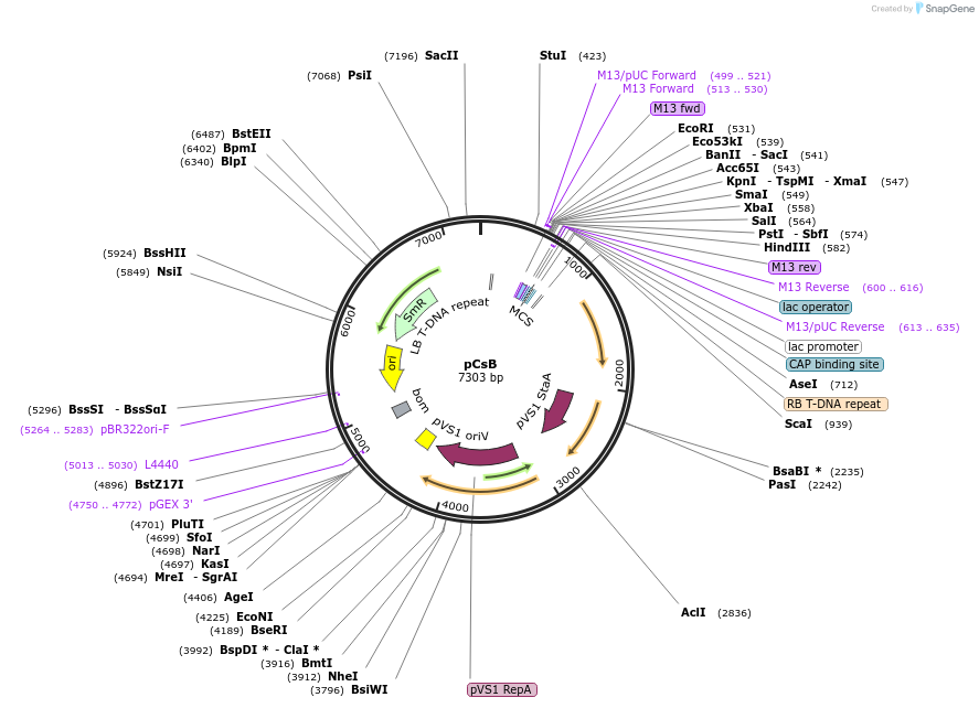 136068-plasmid-map-sequence-id-274961