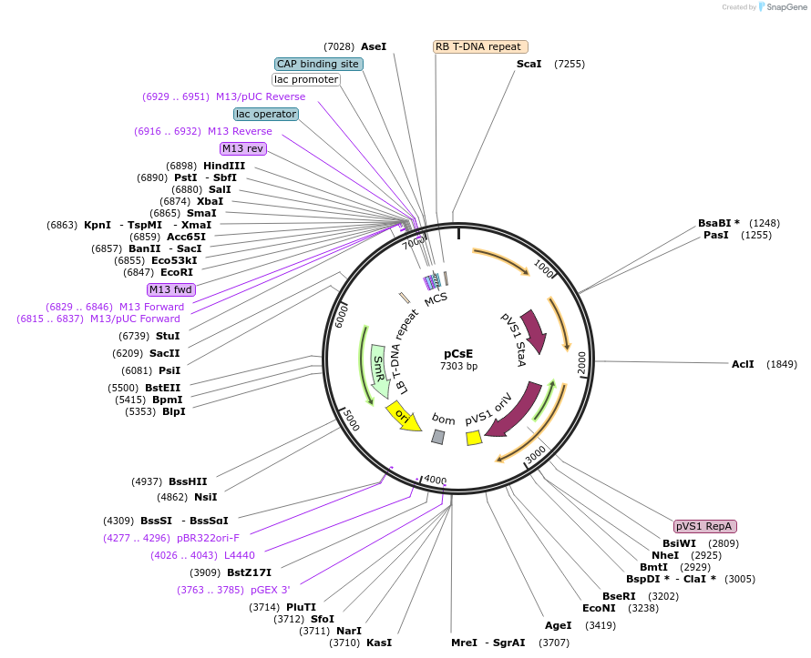 136070-plasmid-map-sequence-id-274963
