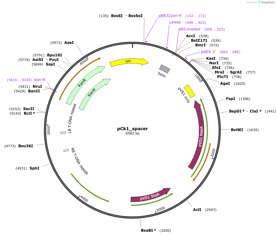 136071-plasmid-map-sequence-id-274964