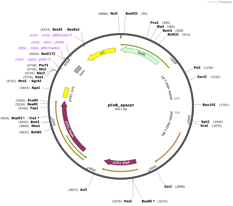 136076-plasmid-map-sequence-id-274974