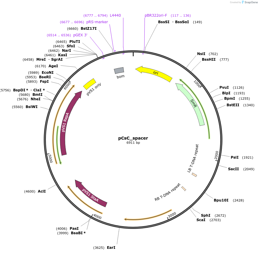 136077-plasmid-map-sequence-id-274975