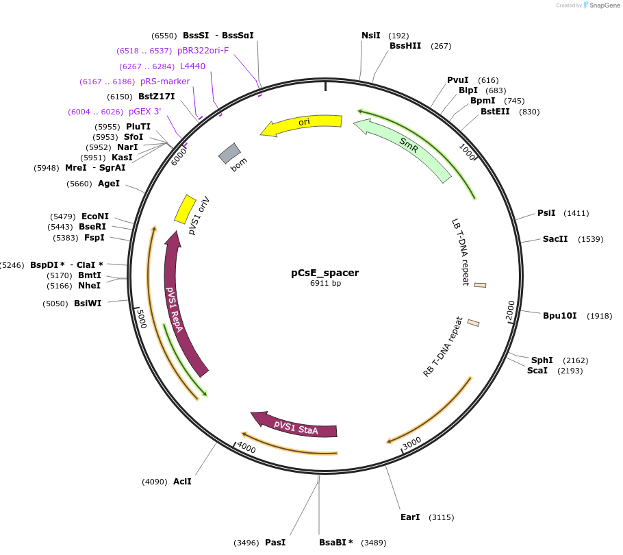 136078-plasmid-map-sequence-id-274976