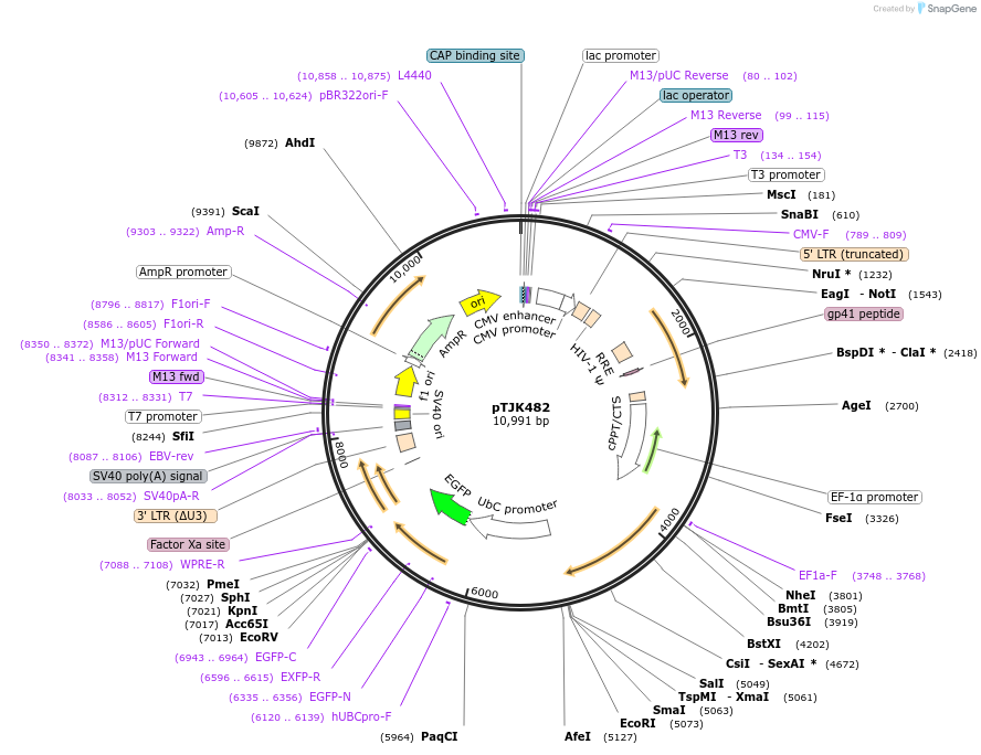 138001-plasmid-map-sequence-id-274995