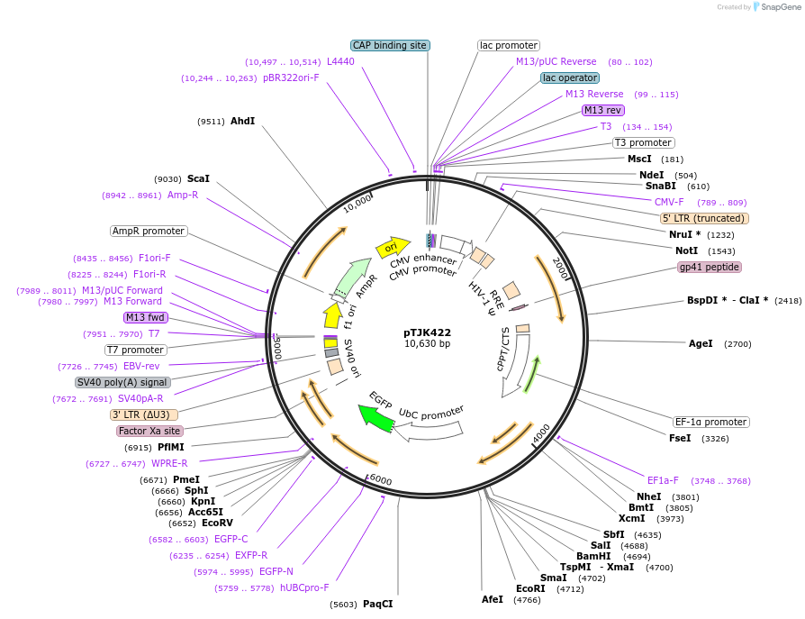 138002-plasmid-map-sequence-id-274996