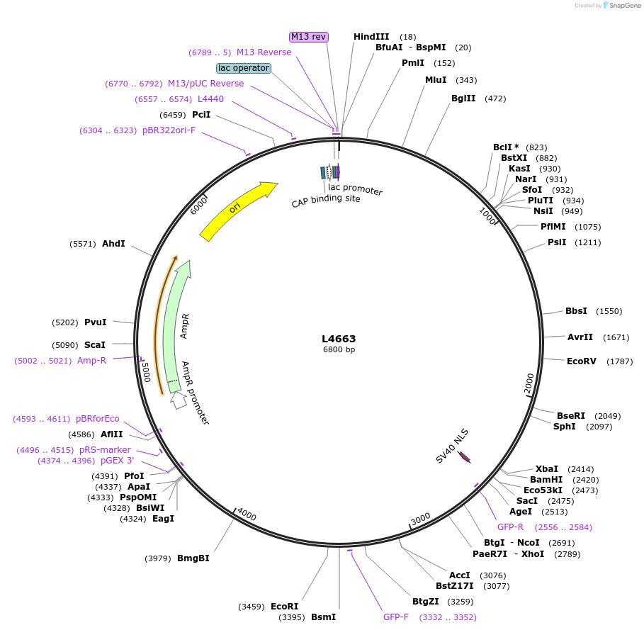 1665-plasmid-map-sequence-id-275