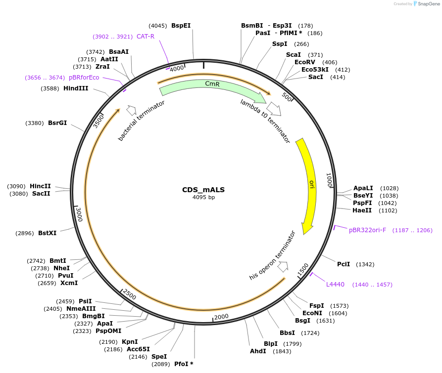 136081-plasmid-map-sequence-id-275005