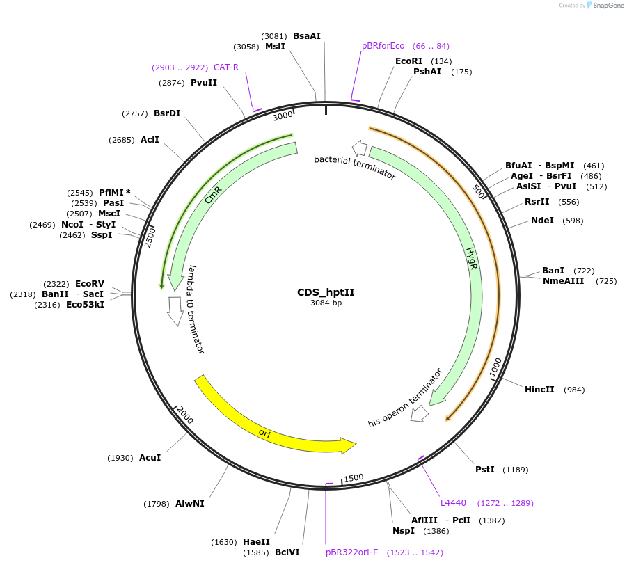 136082-plasmid-map-sequence-id-275010