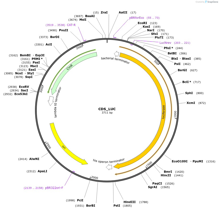 136083-plasmid-map-sequence-id-275013
