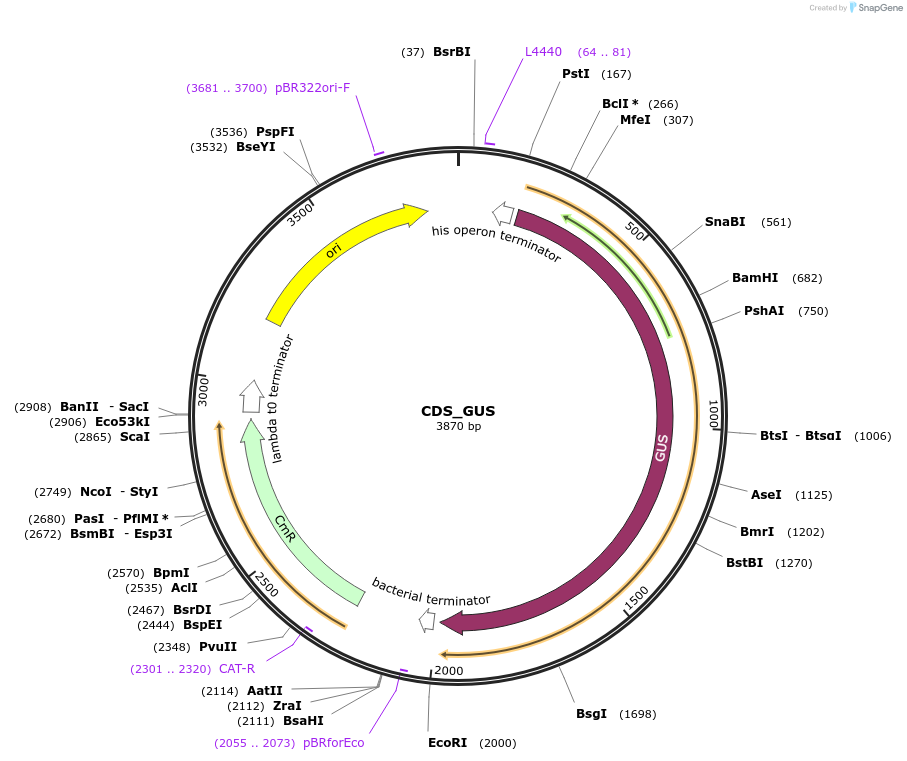 136084-plasmid-map-sequence-id-275014