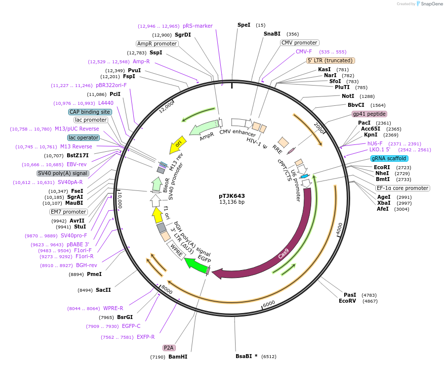 138011-plasmid-map-sequence-id-275015