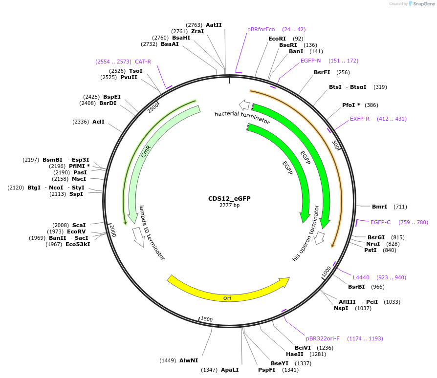 136085-plasmid-map-sequence-id-275016