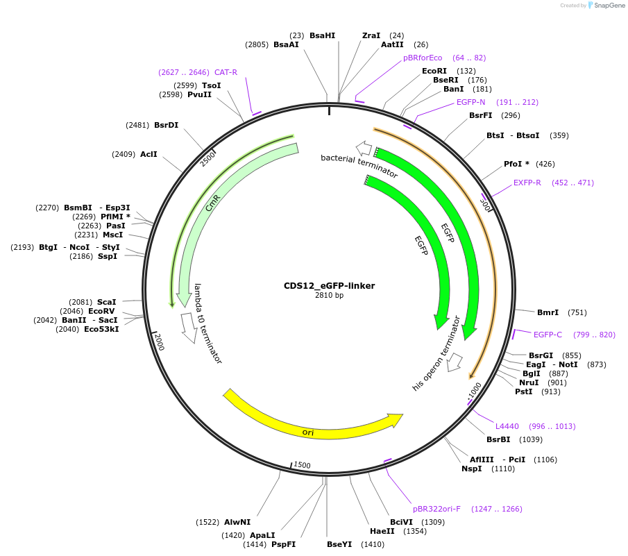 136086-plasmid-map-sequence-id-275017