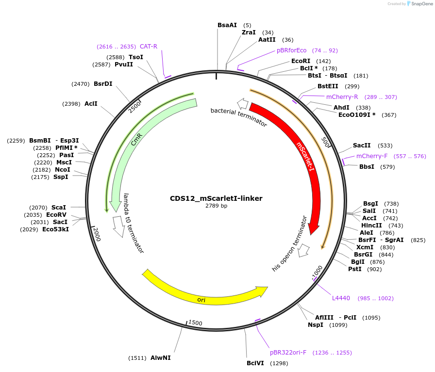 136088-plasmid-map-sequence-id-275019