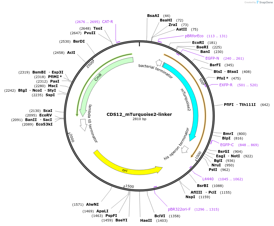 136090-plasmid-map-sequence-id-275021