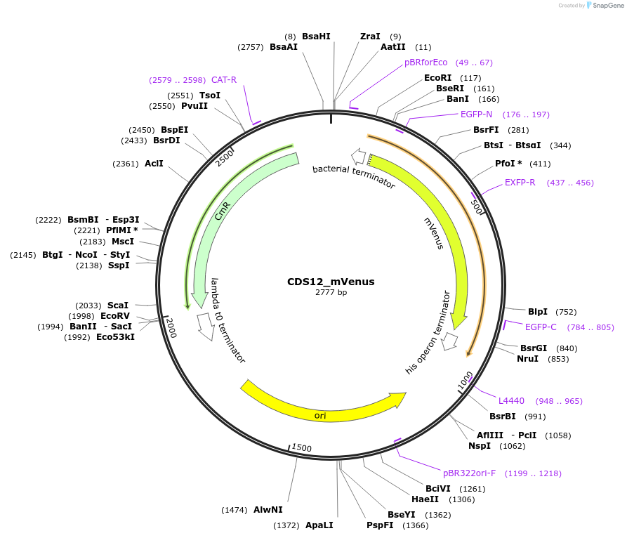 136091-plasmid-map-sequence-id-275022