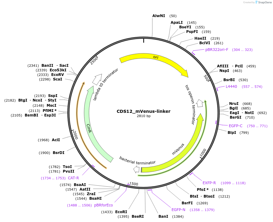 136092-plasmid-map-sequence-id-275023