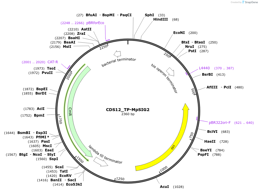 136093-plasmid-map-sequence-id-275024
