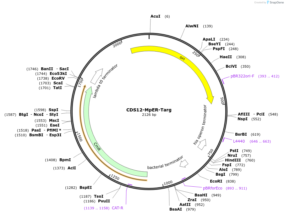 136094-plasmid-map-sequence-id-275025