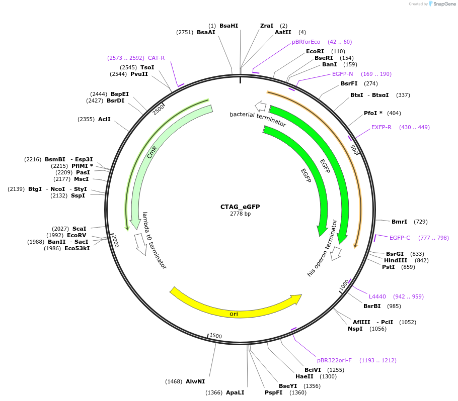 136095-plasmid-map-sequence-id-275028