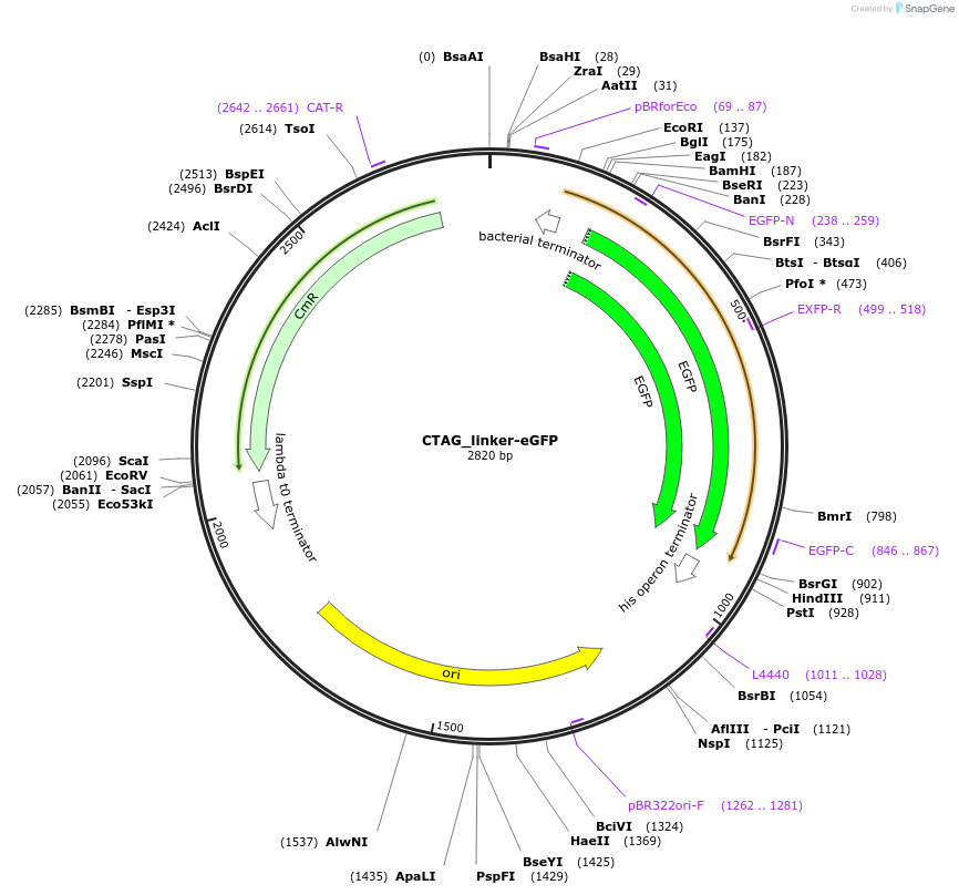 136098-plasmid-map-sequence-id-275031
