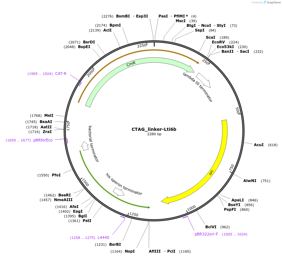 136099-plasmid-map-sequence-id-275032