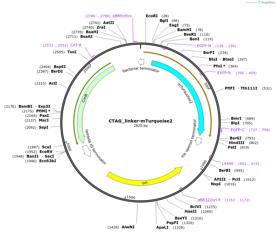 136100-plasmid-map-sequence-id-275033