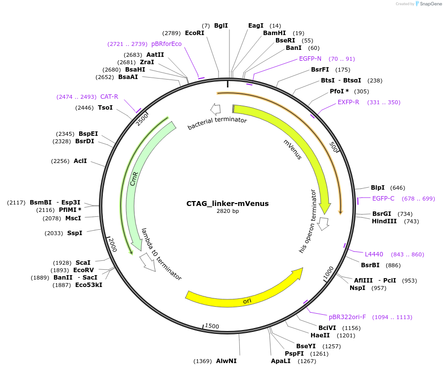 136101-plasmid-map-sequence-id-275036