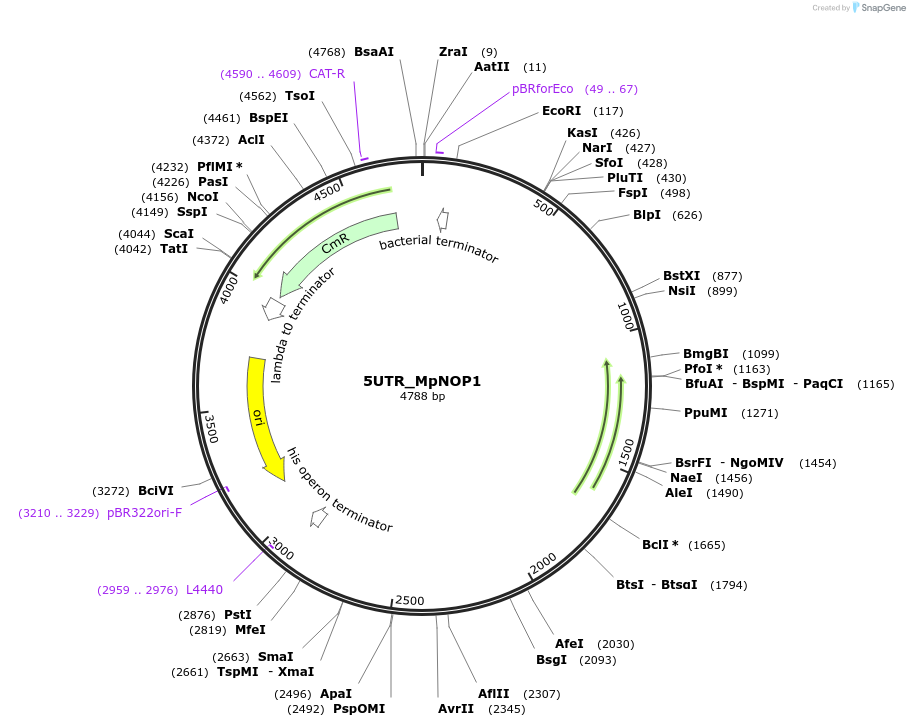 136103-plasmid-map-sequence-id-275039