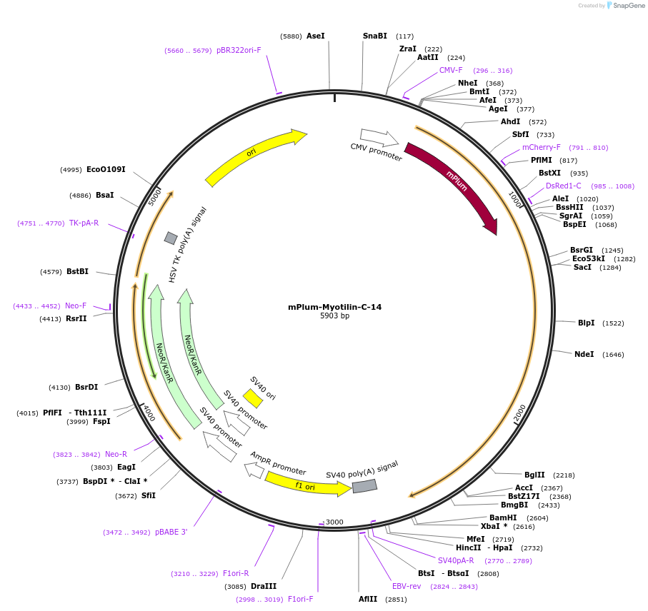 55990-plasmid-map-sequence-id-275042