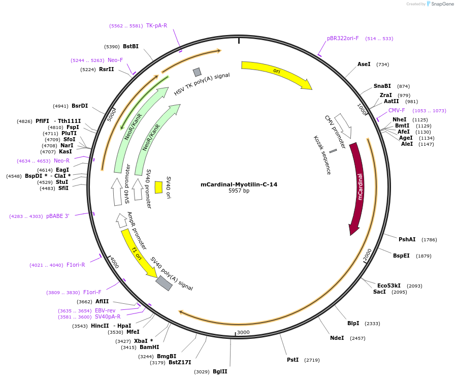 56169-plasmid-map-sequence-id-275043