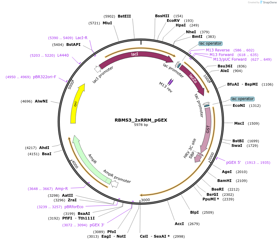 135142-plasmid-map-sequence-id-275061