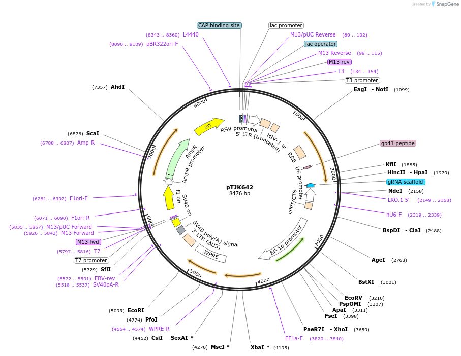 138013-plasmid-map-sequence-id-275062