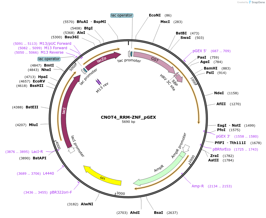 135146-plasmid-map-sequence-id-275067