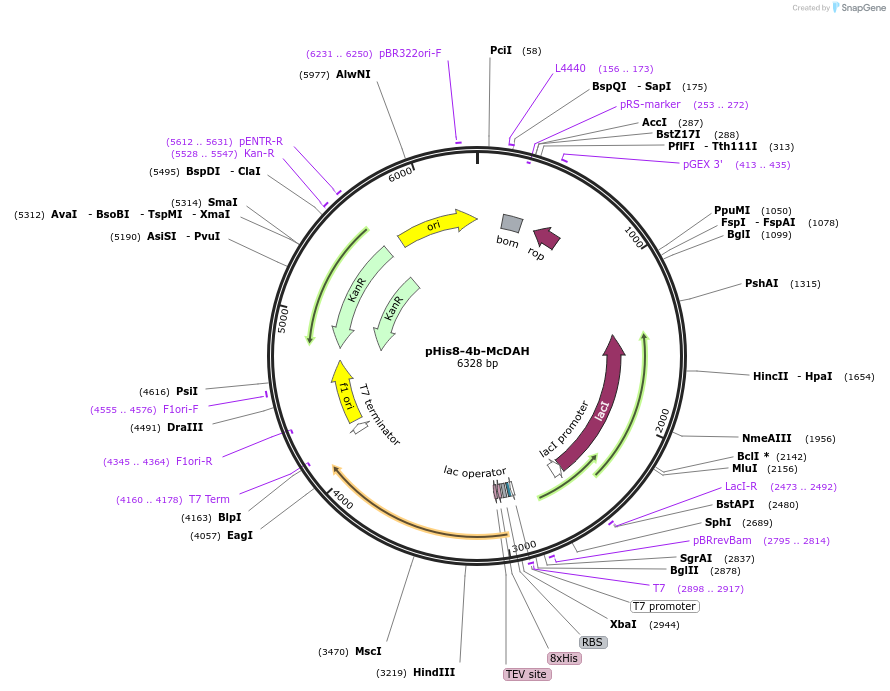 140129-plasmid-map-sequence-id-275074