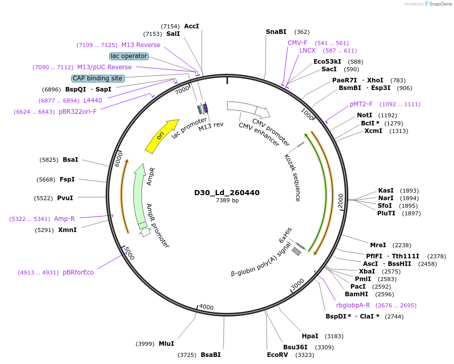 135846-plasmid-map-sequence-id-275077