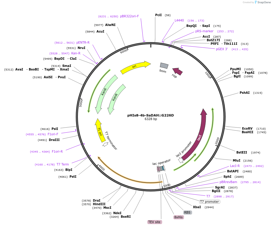 140130-plasmid-map-sequence-id-275079