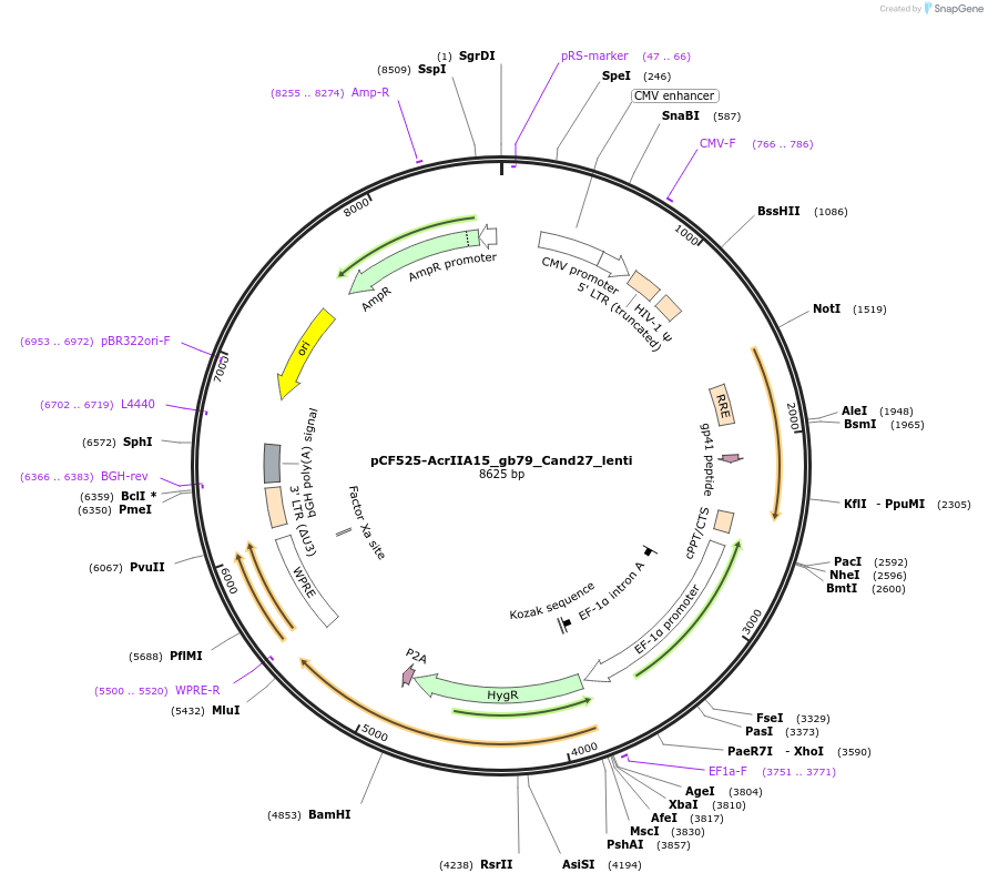138313-plasmid-map-sequence-id-275082