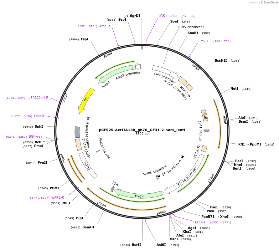 138310-plasmid-map-sequence-id-275083